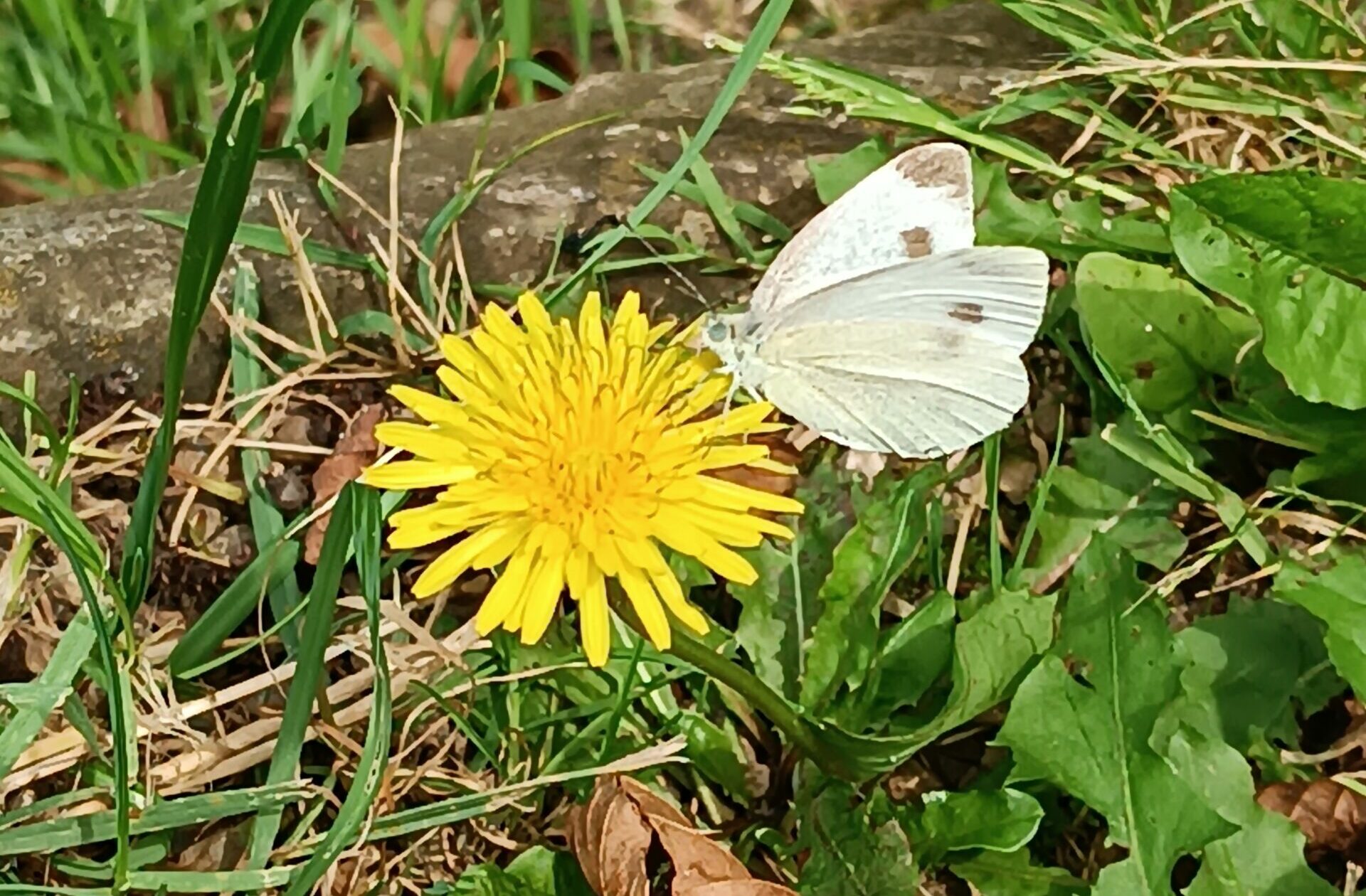Schmetterlings­exkursion am 13. Juli – Faszinierende Falter im Biegerpark
