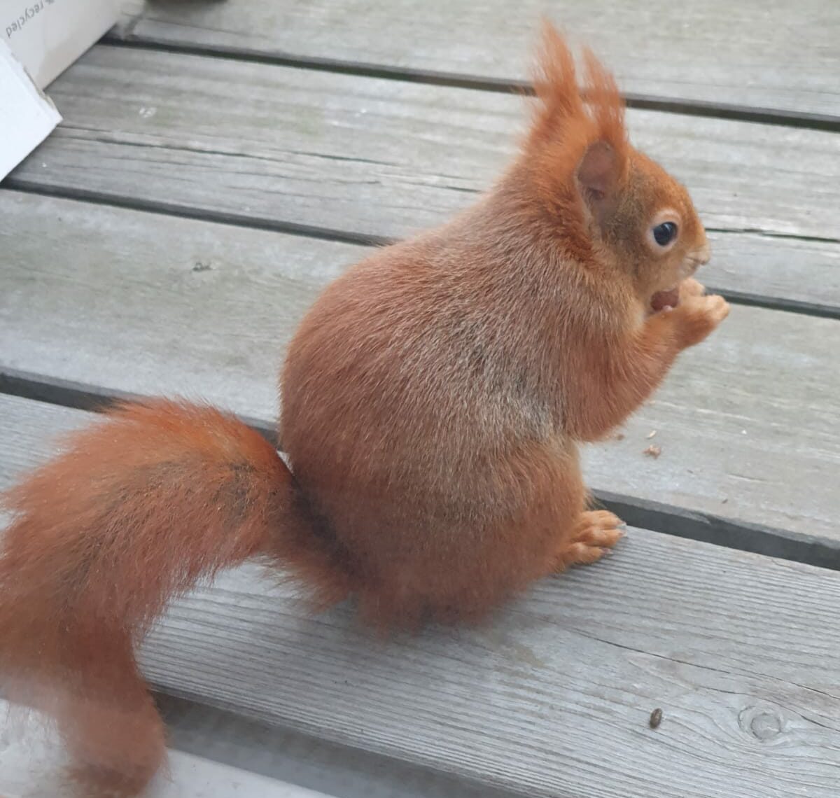 Vater-Kind-Exkursion im Biegerpark: Tiere im Winter entdecken am 12. Oktober